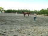 Kupidon au galop en longe