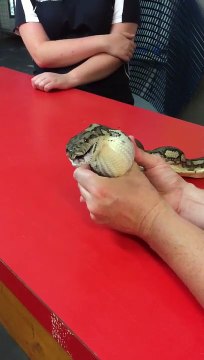 Cette famille découvre que leur serpent de compagnie a avalé quelque chose d’étrange…