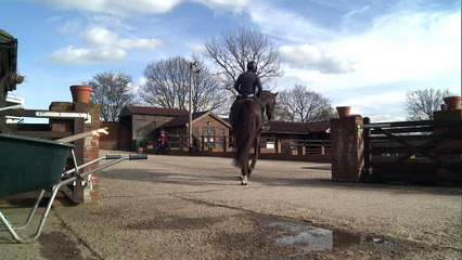 Horse in headphones listens to Coldplay while training