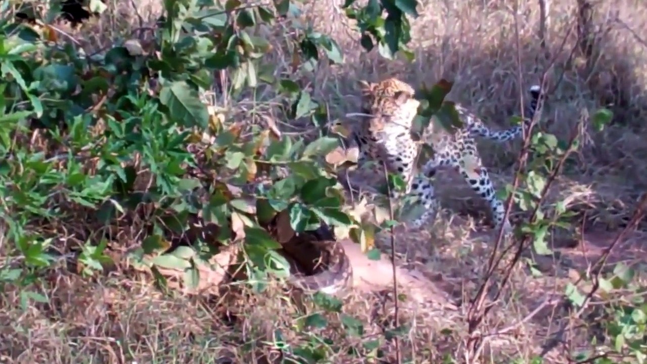 Epic BATTLE Between a PYTHON and a LEOPARD!