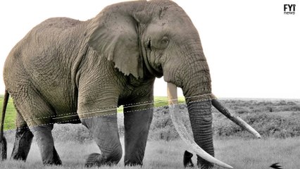 Elephants At Risk Of Extinction Killed In Kenya