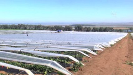 Faslı Kadın Tarım Işçileri Zor Şartlarda Çalışmaya Devam Ediyor