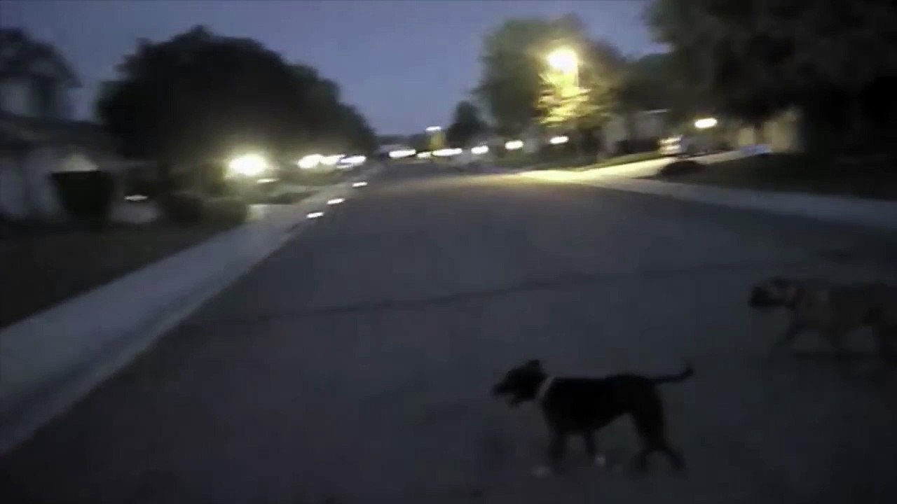 Un policier sauve des chiens errants d'une façon surprenante !