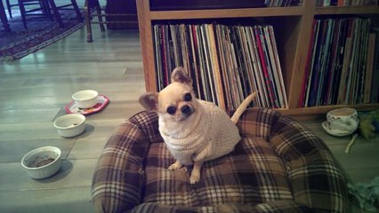 Ce chihuahua est très content d'aller se promener !