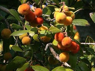 Жемчужины Крыма. Дворцы [2001, DVDRip]