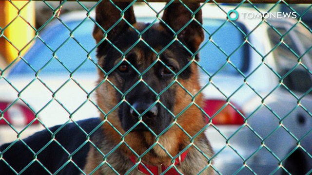 Pior cão de guarda do mundo deixa ladrões entrarem pela porta de cachorro depois de ser despistado.