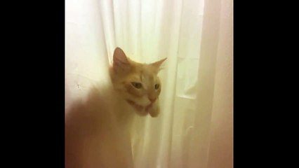 Ce chat veut absolument prendre une douche !