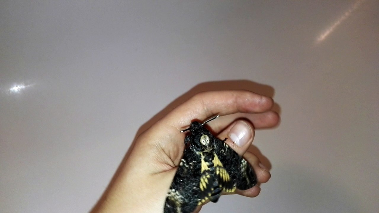 Death's-Head Hawkmoth Screaming