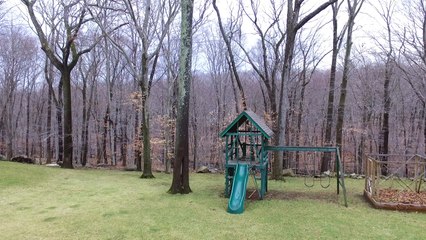 Golden Retriever Chases Drone