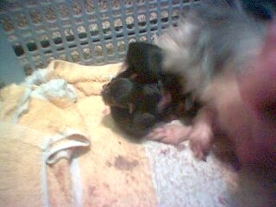 three puppies