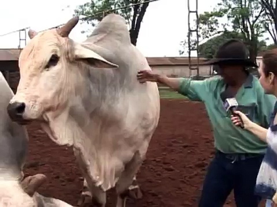 Touro ataca Apresentadora de TV ao Vivo