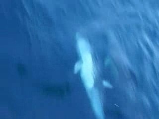 common dolphins in the Hauraki Gulf