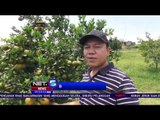 Petani di Bandung Budidaya Jeruk Siam dan Poktan - NET5