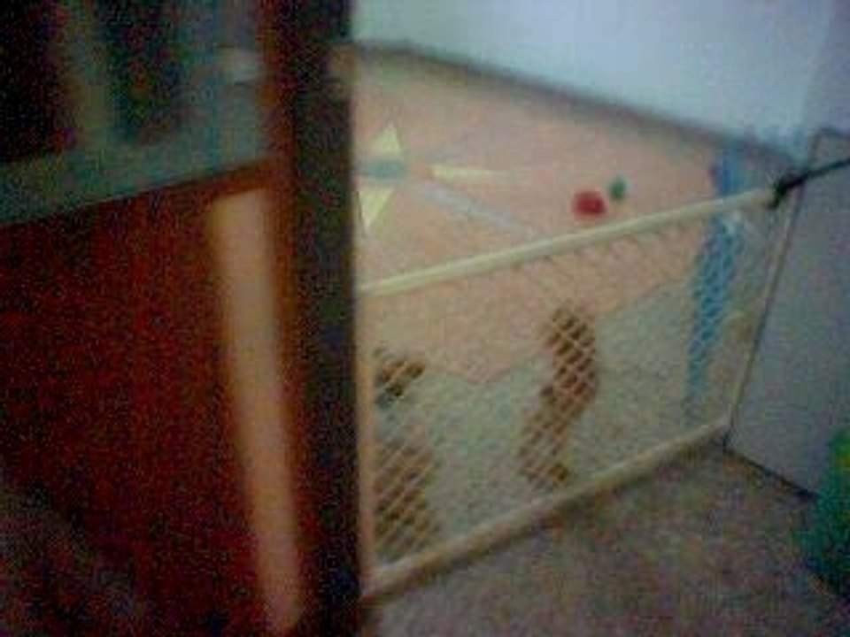 3dogsbarking