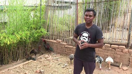 Le combat de coqs à Madagascar, entre tradition et démesure