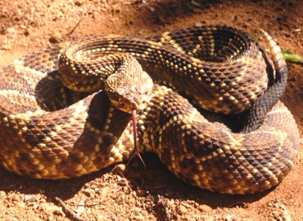 Top animais selvagens #097, Animais selvagens atacando, Animals, Confrontos animais, Serpentes atacando animais e humano