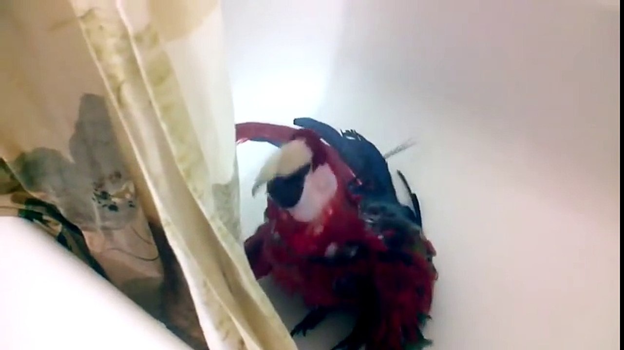 Macaw goes Bonkers for Shower playtime !!!!