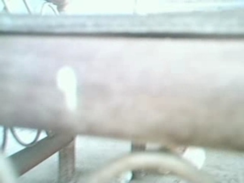 Sortie des chatons par anne lise