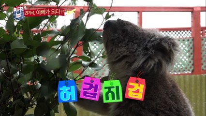 "찬성, 코알라 '코(?)키스' 시도!" [2PM Wildbeat] 6회