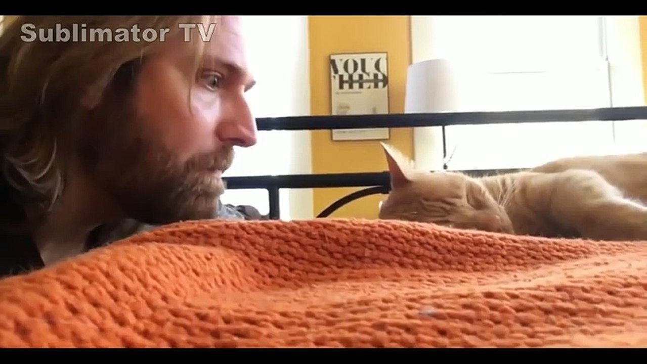 funny cats best moments