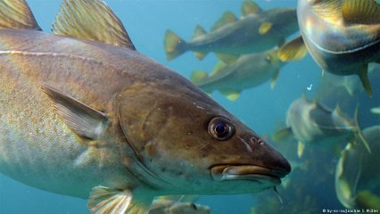 Alternativas para recuperar população de bacalhau no Mar Báltico
