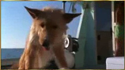 the amazing dog and fish out of water