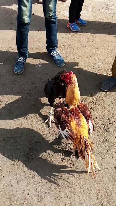 Amazing Hen Fight