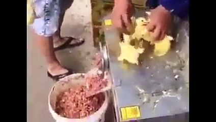 Civcivleri Canlı Canlı Kıyma Yaptılar