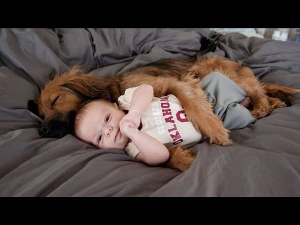 TRY NOT TO LAUGH - Funny Dogs Vines Compilation 2016 | Funniest Dogs Fails Videos - by Life Awesome