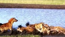 Animal attack - hyenas vs lions - hyenas deadly fight - lion and tiger pets,lion and tiger photos