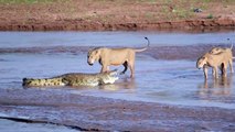 Lions vs Crocodile Fight-hybrid of lion and tiger