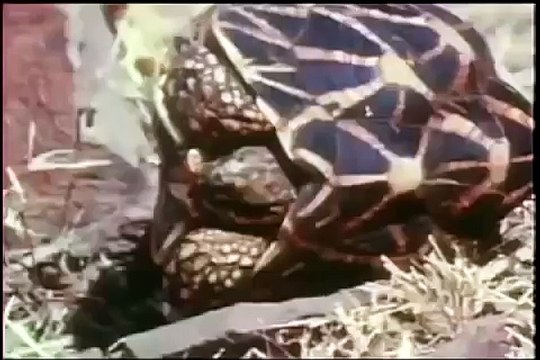 Cub leopard vs cobra - crossbreed of lion and tiger,mating of lion and tiger,