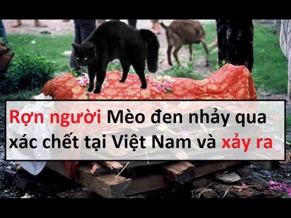 Rợn người  "Mèo đen nhảy qua xác chê't tại Việt Nam" và xảy ra... Tâm linh 24h