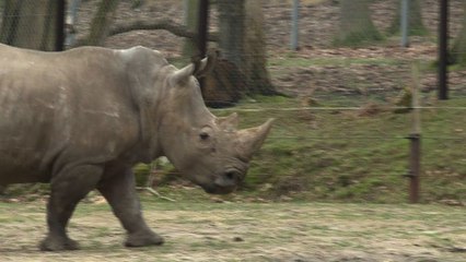 Thoiry : Un rhinocéros abattu pour sa corne