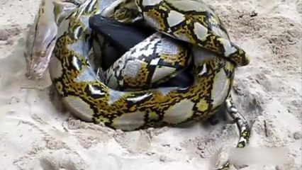 दृश्यमान संघर्ष: विशाल चमगादड़ और अजगर का जबरदस्त मुकाबला 🦇🐍