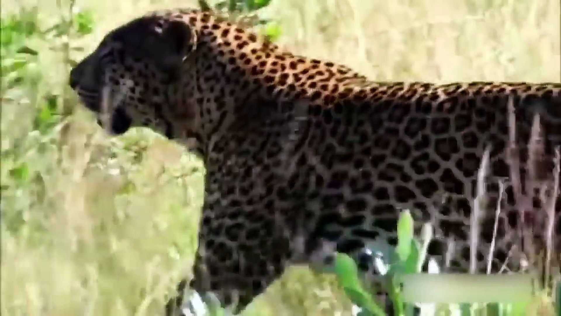 Leopard vs Cheetah - Cheetah Killed by Leopard Wild Animal Attack másolata