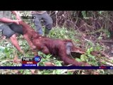 Dua Ekor Orangutan Dievakuasi dari Perkebunan Warga Palangkaraya - NET 16