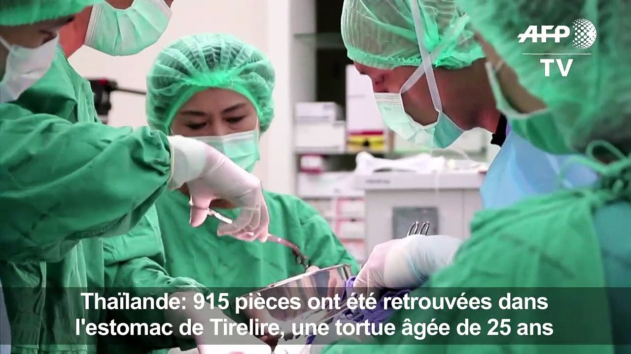 Ils retirent cinq kilos de pièces du ventre de cette tortue