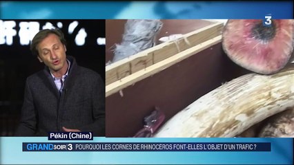Asie : le trafic juteux des cornes de rhinocéros