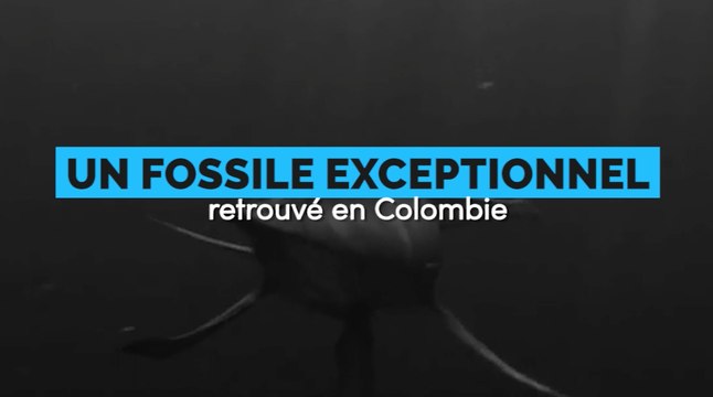 Découverte d'un fossile exceptionnel de 127 millions d'années en Colombie