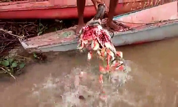 Des piranhas s'attaquent à la tête d'un bouvillon, comme dans un dessin-animé