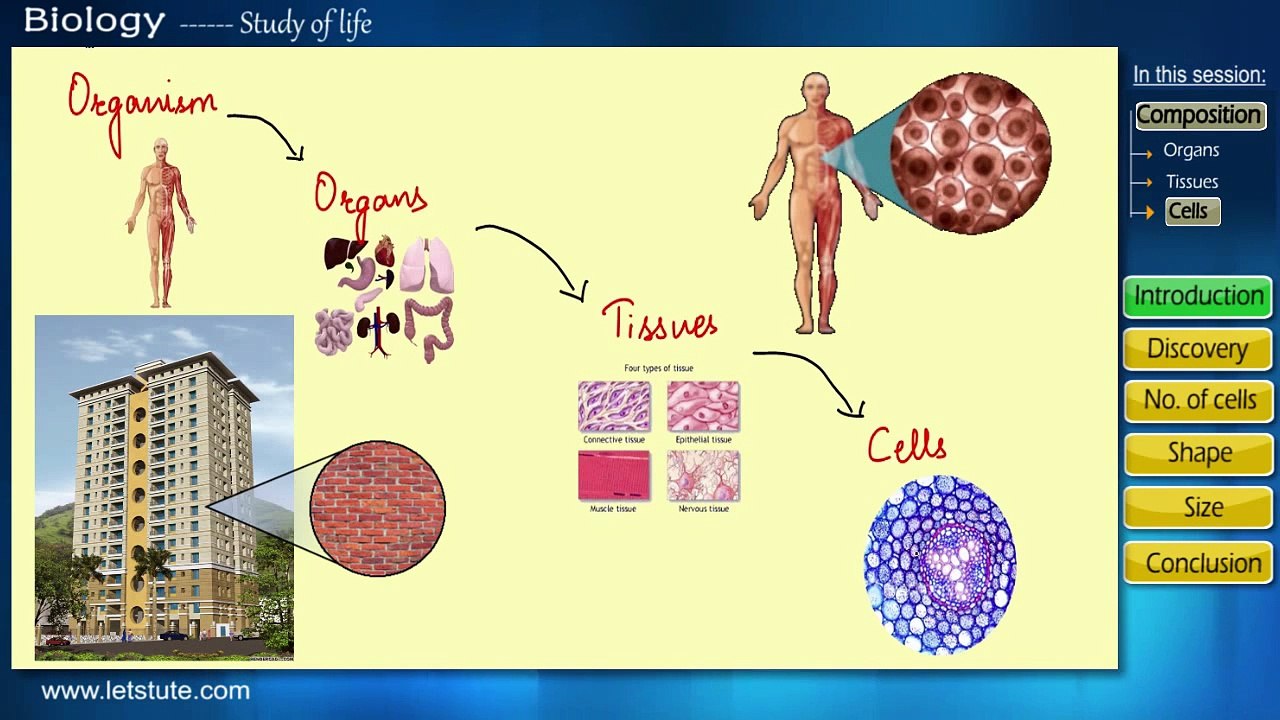 Cell Biology | Introduction to cell | Cells Structure | Biology | Letstute