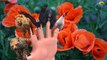Горилла палец семья nursery детей 3D английские стишки | анимированные Детские песни палец