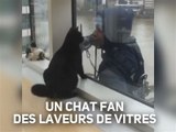 Amitié improbable : le chat et les laveurs de vitres