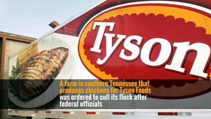 Bird Flu Outbreak Found at a Tennessee Farm -