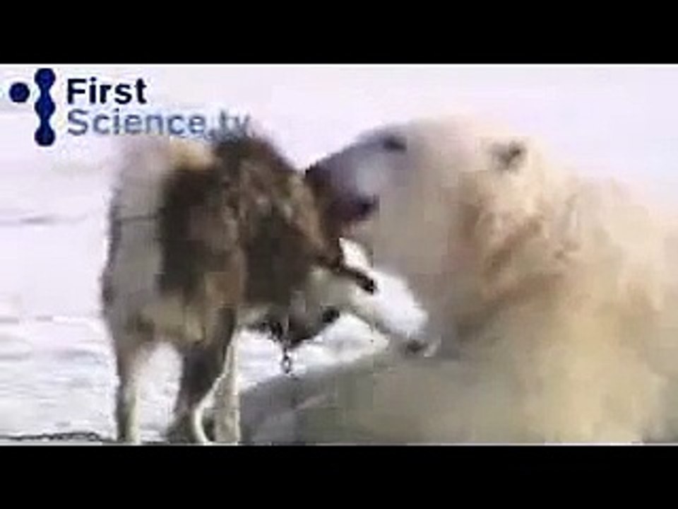 Un Husky se perd sur la glace et se retrouve entre 2 ours polaires. La suite est hallucinante !