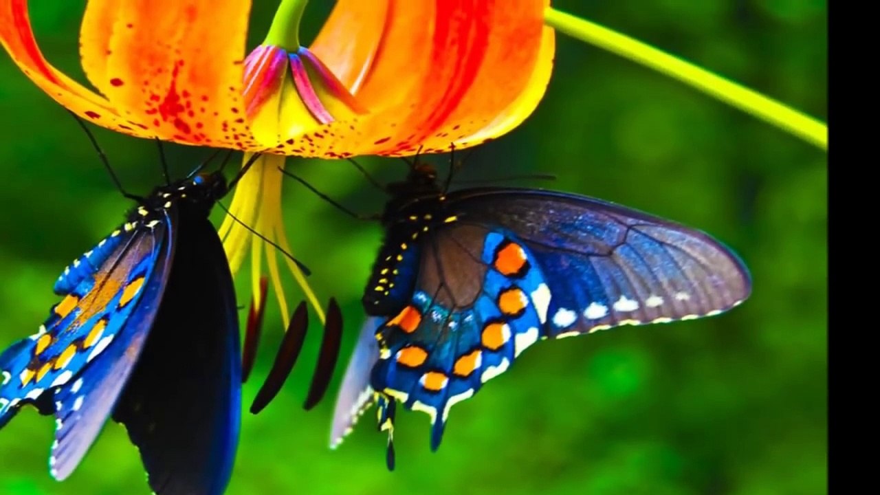 JULIO IGLESIAS SE TORNASSI- gezongen door een wereld zanger ^_~^_~^_~^_~^_~^_~^_~❤❤❤❤❤❤❤❤