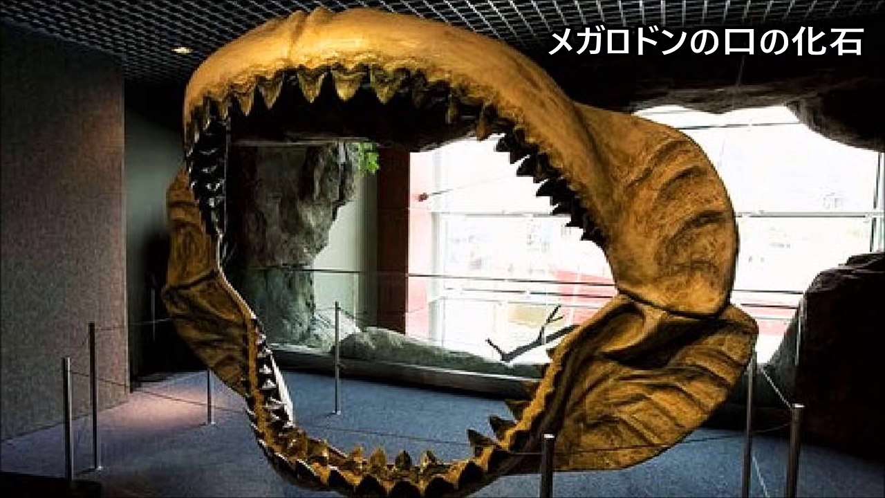 【閲覧注意】絶滅したはずの超巨大ザメ メガロドンは生存していた！？世界が震えた！嘘のような本当の話【閲覧注意】