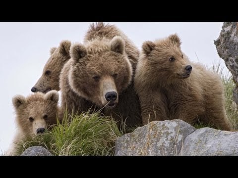 La Mère et ses Oursons TERRE DES OURS Extrait du Film