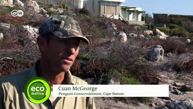 African Penguins under threat | Eco-at-Africa